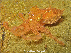 Red octopus at the bronze mermaid statue in Powell River,... by Mathew Connell 